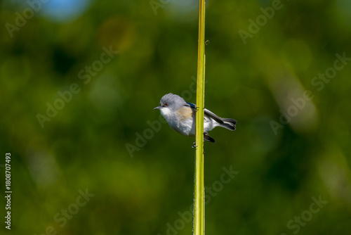 Cute grey bird perching on vertical stem of palm tree