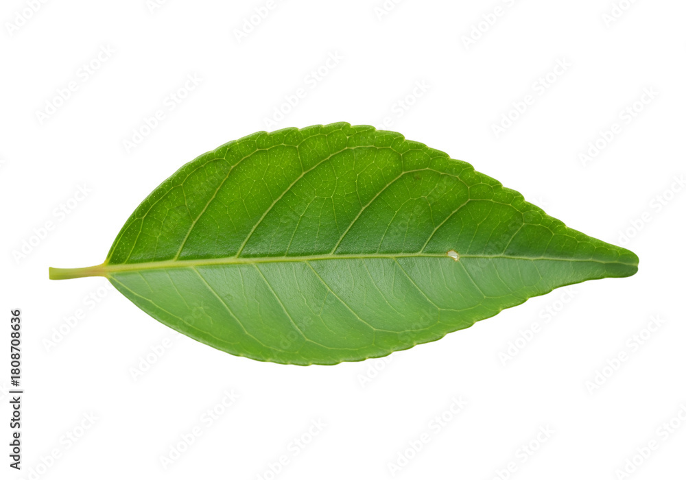 Obraz premium Single green citrus leaf isolated on transparent background