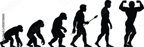Human evolution silhouette vector showing progress from primitive ape to hunter and finally a strong muscular bodybuilder posing for fitness