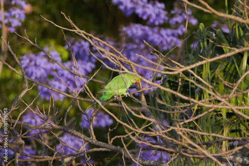 Vibrant green parakeet perching on tree in Mauritius 