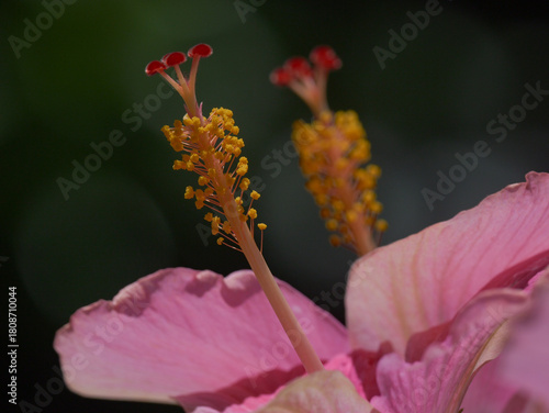 Close-up of central stem of pink Hawaiian hibiscus flower 