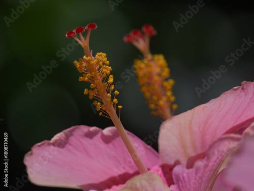 Close-up of central stem of pink Hawaiian hibiscus flower 