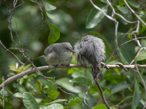 Cute grey birds grooming on tree 