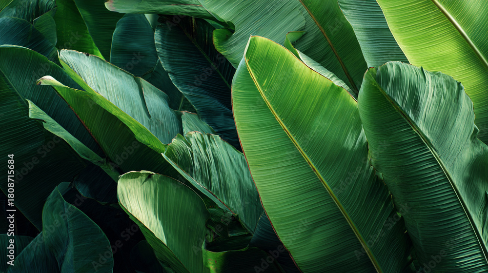 Fototapeta premium banana leaves abstract texture background 