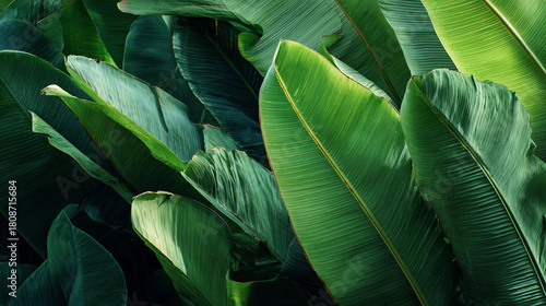 banana leaves abstract texture background 
