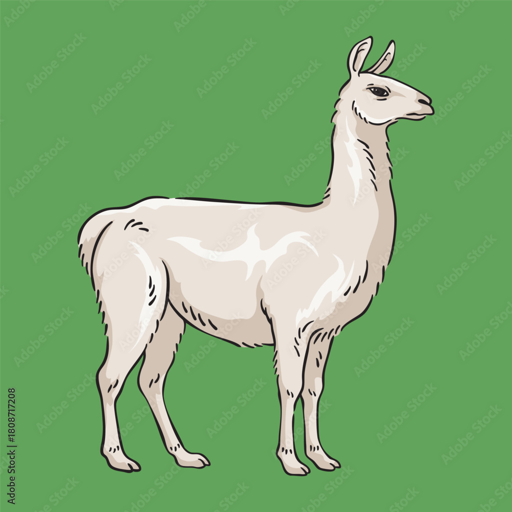 Naklejka premium llama Illustration, Wildlife Animal Line Art Drawing Vector