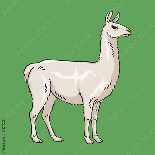 llama Illustration, Wildlife Animal Line Art Drawing Vector