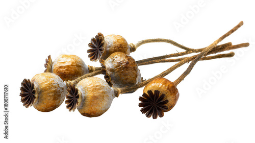 A cluster of dried brown poppy seed pods with visible stems is presented against a dark background