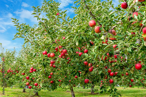 秋晴れの中、リンゴ園にはたわわに実ったりんごが収穫を待っている