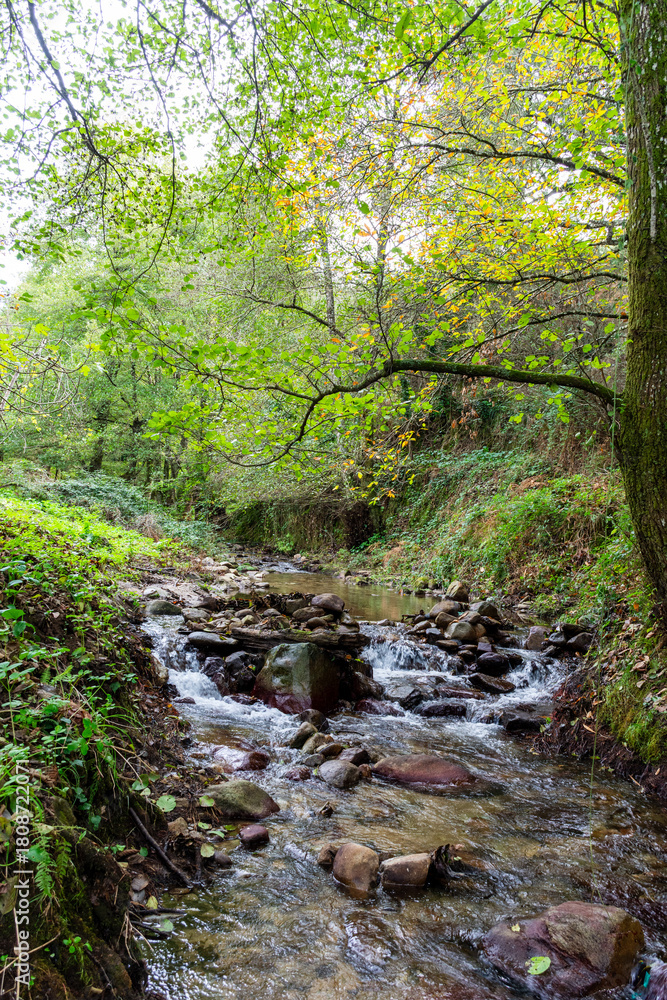 Obraz premium A narrow rocky stream flows through a lush green forest in Skikda, Algeria.