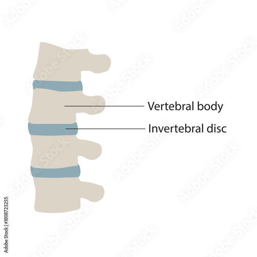 Spine Care Line Icons: Chiropractic, Physiotherapy, Osteopathy Vector Symbols