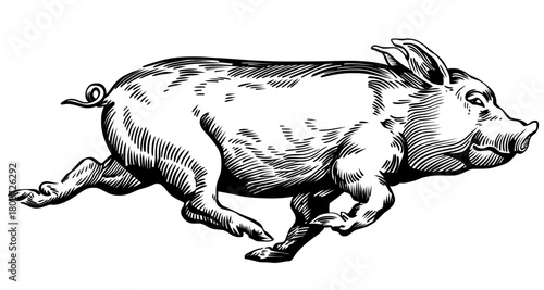 Running pig or piglet depicted in a classic black woodcut or engraving style. Detailed vintage illustration of a farm animal in motion.