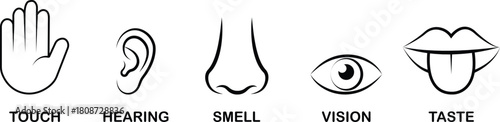 Five senses icon set collection group, black flat and line style outline symbols for touch hearing smell vision taste, sensory perception icons bundle pack, transparent background illustration