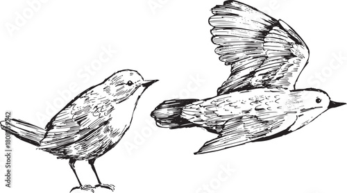 Ink sketch of Dipper — perched by water and captured mid-flight, detailed river bird illustration. Nature animal drawings. Isolated black and white artwork.