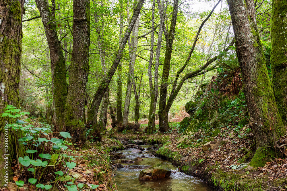 Fototapeta premium A narrow rocky stream flows through a lush green forest in Skikda, Algeria.