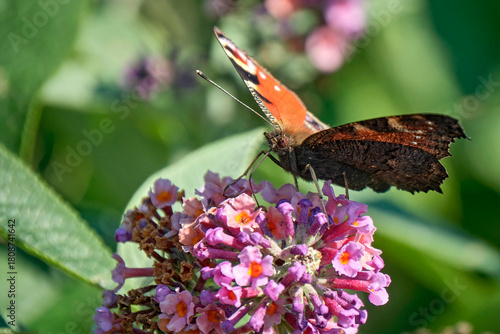 Tagpfauenauge ( Aglais io ).
