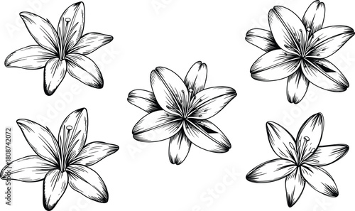 Hand-drawn lily flower line art illustration, detailed botanical outline drawing, elegant floral sketch design, monochrome bloom artwork, isolated