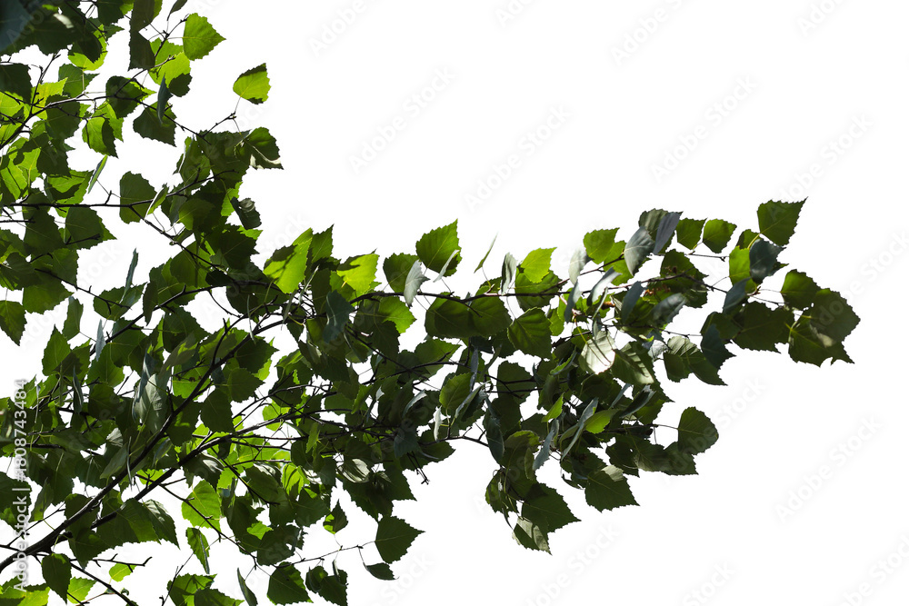 Naklejka premium Photo of a natural birch branch on a transparent background