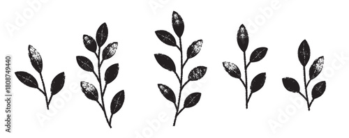 Plant branches with black leaves. Hand drawn floral botanical elements. Cliparts isolated on white