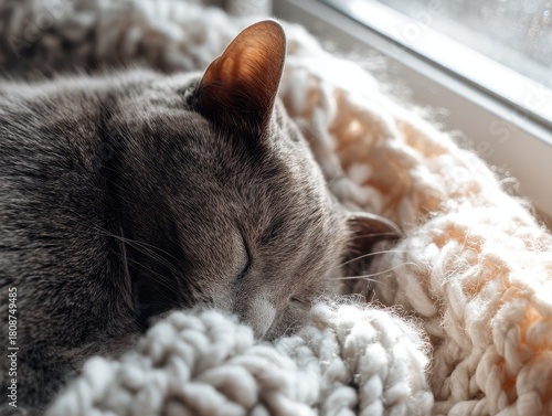 Ginger Cat Sleeping on Cozy Knitted Blanket by the Window