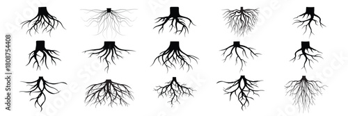 root plants botanical symbols root vector collection 