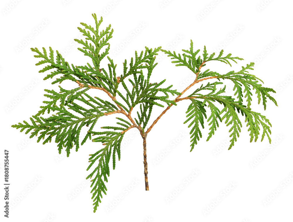 Fototapeta premium Green twig of evergreen thuya isolated on white or transparent background