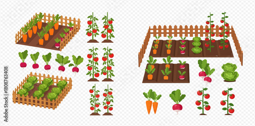 Cartoon illustration of a vegetable garden with various crops like carrots, radishes, tomatoes, and lettuce in fenced beds.