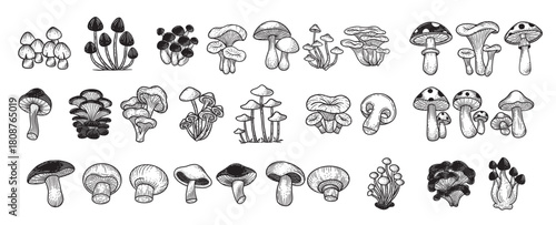 Set Huge Collection Bundle Mushroom healthy food engraved Hand Drawn Outline illustration