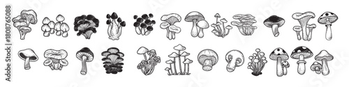 Set Huge Collection Bundle Mushroom healthy food engraved Hand Drawn Outline illustration
