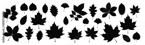 set of beautiful autumn leaves in cartoon style