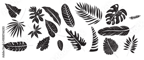 Set of various tropical palm leaves