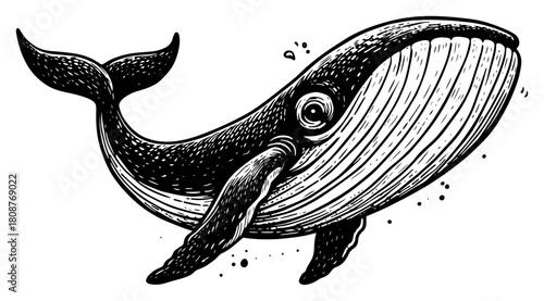 Hand drawn humpback whale swimming in ocean vintage engraving style black and white vector illustration