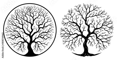 set of decorative bare trees of life with intricate branches round emblem vector illustration