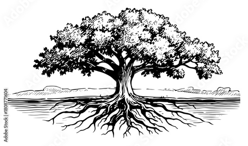 Old banyan tree with deep spreading roots and dense canopy vintage engraving vector