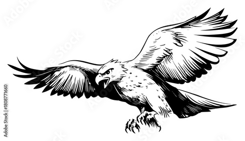 Flying eagle attack pose detailed hand drawn bird of prey vector illustration
