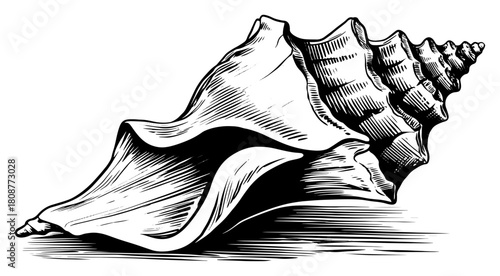 Detailed hand drawn sketch of conch shell or shankha used in hindu rituals marine nature vector illustration