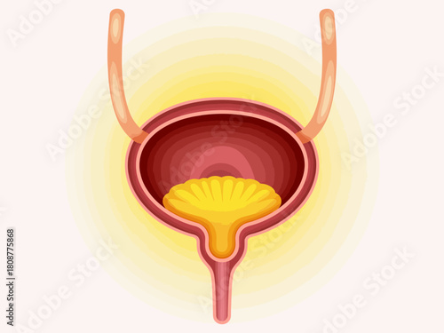 A detailed illustration of the human bladder and its anatomical features showcases the urinary system and highlights the importance of understanding human health.