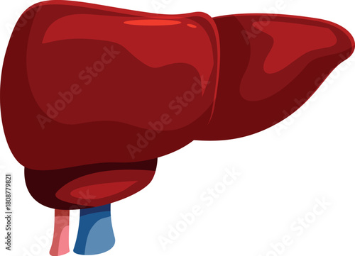Cartoon illustration of a healthy human liver, essential for detoxification, metabolism, and protein synthesis, symbolizing overall well being and medical concepts
