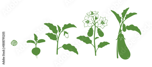 The development cycle of eggplant from seed to flowering and fruit production.
