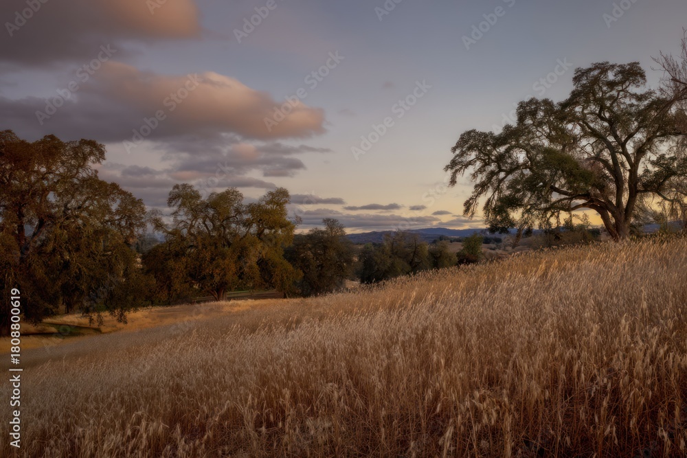 Obraz premium Evening landscape scene with field of wheat and trees under a cloudy sky