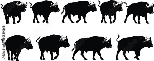Animation sequence of walking African buffalo silhouettes, frame by frame motion cycle of wild bull, vector illustration isolated on white background