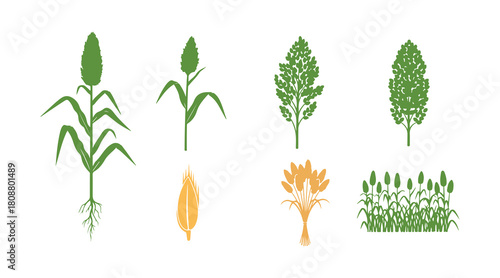 Set of green sorghum illustrations in simple line form against white.

