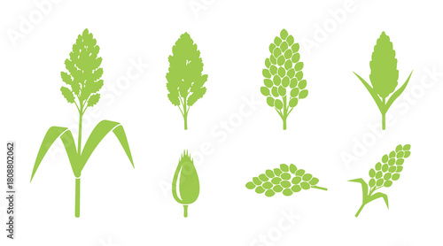Simple sorghum vector set in clean green line style, isolated on white.