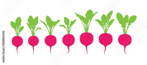 Visual representation of the radish lifecycle in clean green stages from germination onward.

