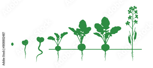 Sequential growth phases of radish displayed from seeding to full fruit-bearing plant.