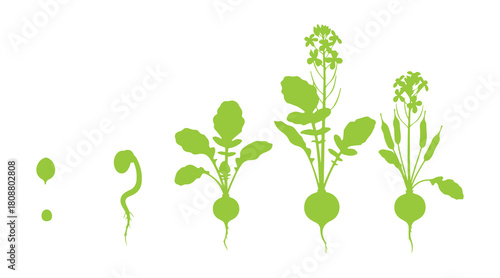 Life cycle of a radish plant illustrated step by step in simple green shapes.