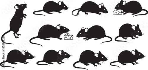 set of black and white face of bear vector