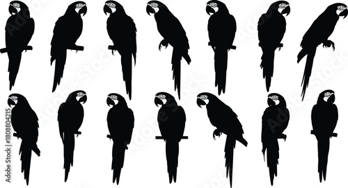 Collection of tropical parrot silhouettes, exotic macaw birds perched on branches, black vector illustration set isolated on white background for design