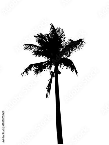 palm tree silhouette
