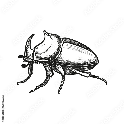 hand drawn rhinoceros beetle coleopteran, tropical forest insect, vector illustration of wildlife exotic insect horn bug arthropod, ink monochrome engraving sketch of tropical wildlife, line art